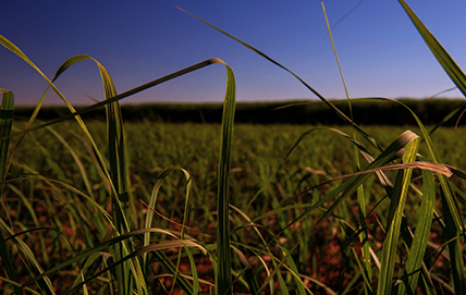 Qual é a importância da sustentabilidade ambiental?